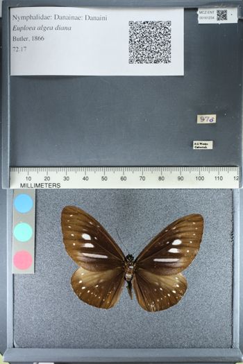 Media type: image;   Entomology 161234